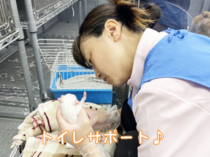 ２年生、子犬のお世話☆
